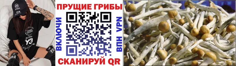 Псилоцибиновые грибы GOLDEN TEACHER  Купить закладки  Лосино-Петровский 